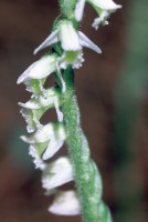 Spiranthes spiralis