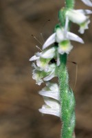 Spiranthes spiralis