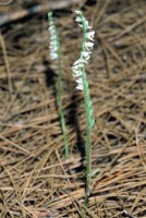 Spiranthes spiralis