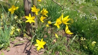 Wildtulpenblüte in unserem Weinberg, 2016-04-11.