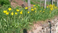 Wildtulpenblüte in unserem Weinberg, 2016-04-11.