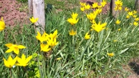 Wildtulpenblüte in unserem Weinberg, 2016-04-11.