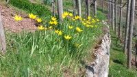 Wildtulpenblüte in unserem Weinberg, 2016-04-11.